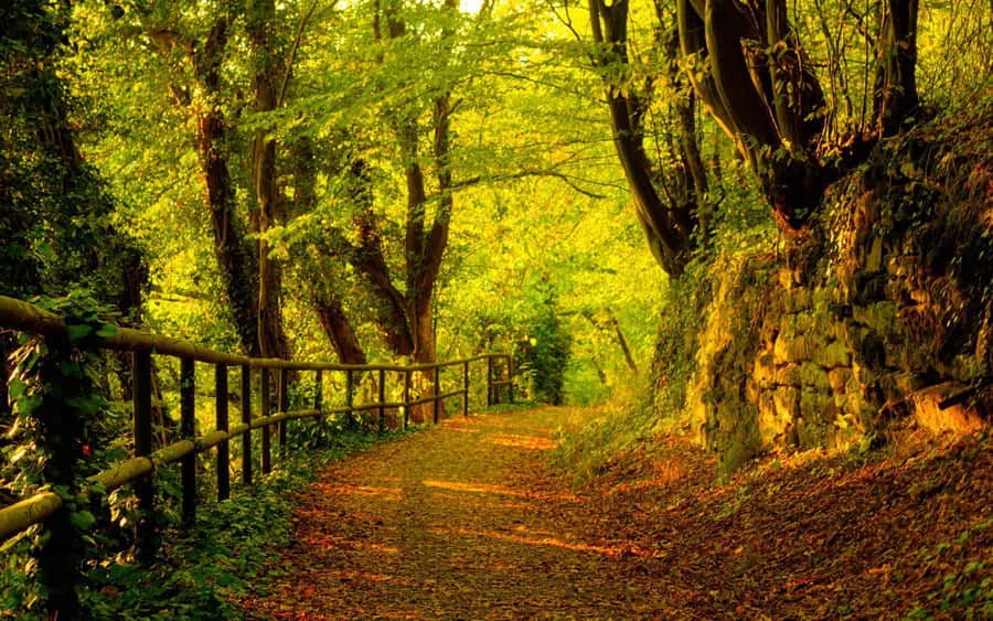 English Forest Countryside In Autumn Wallpaper