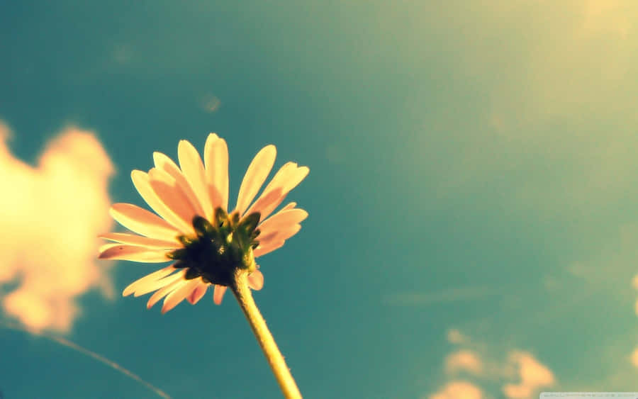 Enhance Your Summer Vibes With A New Laptop Wallpaper