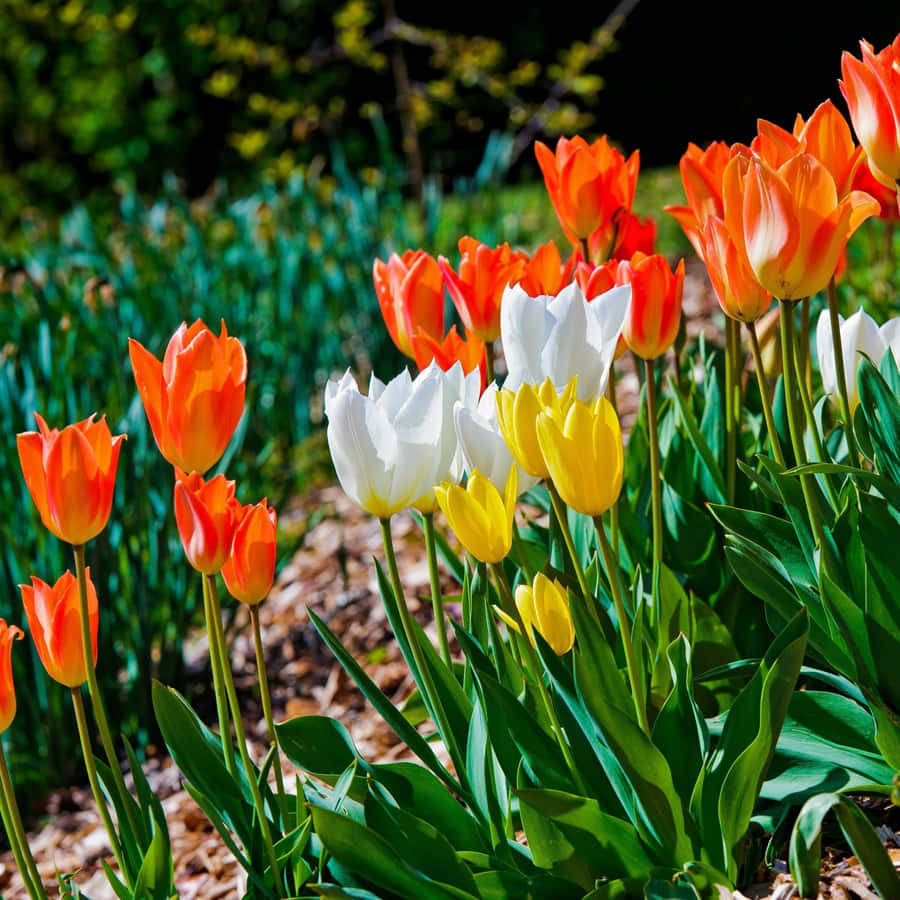 Enjoy A Beautiful Day Outdoors With Your Ipad! Wallpaper