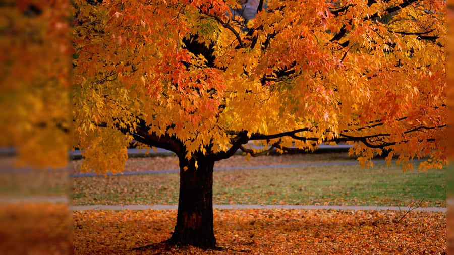 Enjoy A Blissful Fall Evening As The Sun Sets Behind A Colorful Autumnal Sky Wallpaper