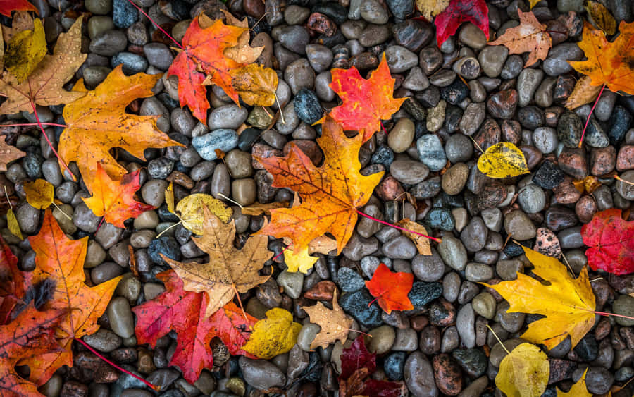 enjoy a crisp afternoon viewing the gorgeous red and orange hues of autumn foliage w5ynb05nd76f89fe