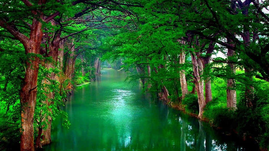 Enjoy A Mystical Forest Getaway Wallpaper