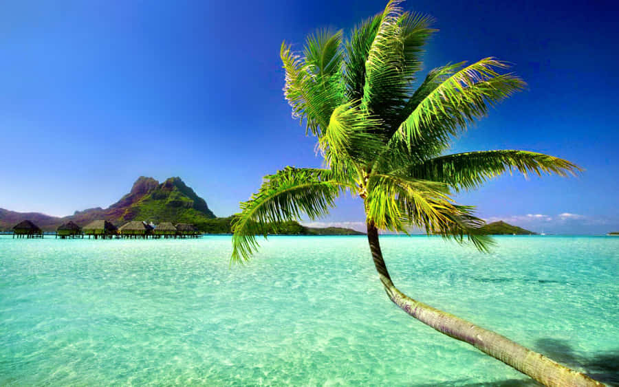 Enjoy A Peaceful Sunset At Gorgeous Palm Tree Beach Wallpaper
