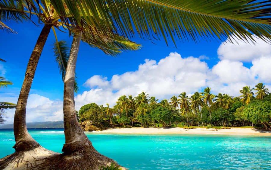 Enjoy Miami's Sunny Palm Beach Wallpaper