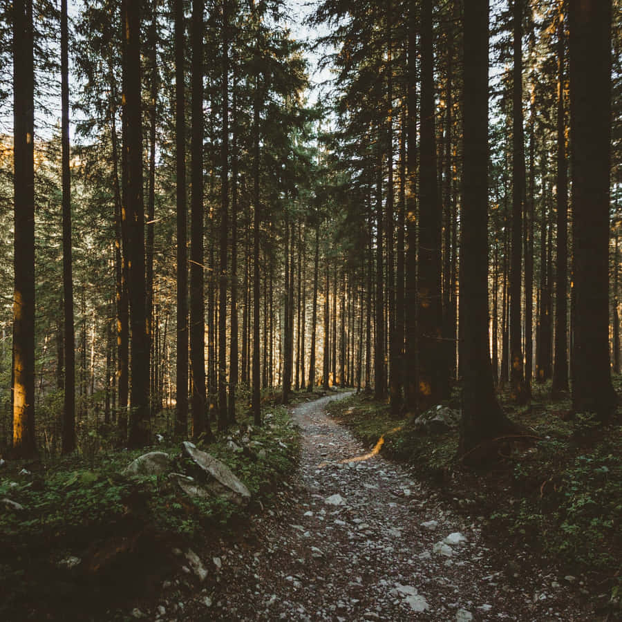 Enjoy Nature's Beauty On Your Ipad Wallpaper