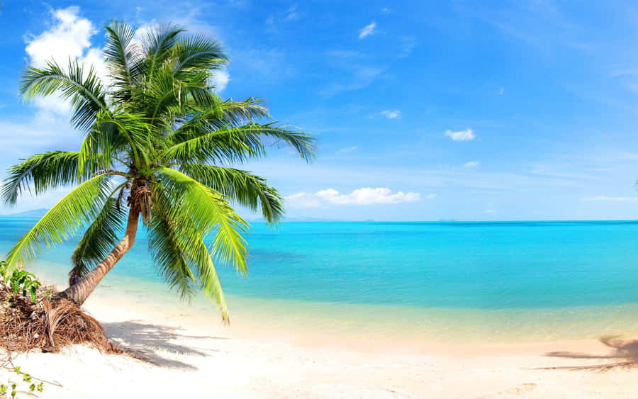 Enjoy The Beautiful View Of A Palm-tree Beach Wallpaper