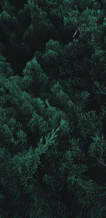 Enjoy The Beauty Of Nature With The Trees Iphone Wallpaper