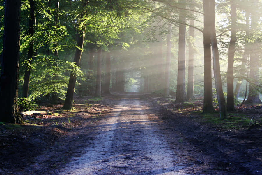 Enjoy The Beauty Of Nature With This Stunning Super-high Resolution Image Wallpaper