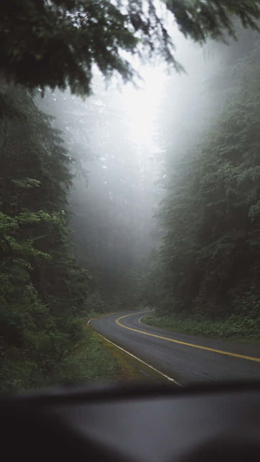 Enjoy The Beauty Of Nature With Trees Iphone Wallpaper