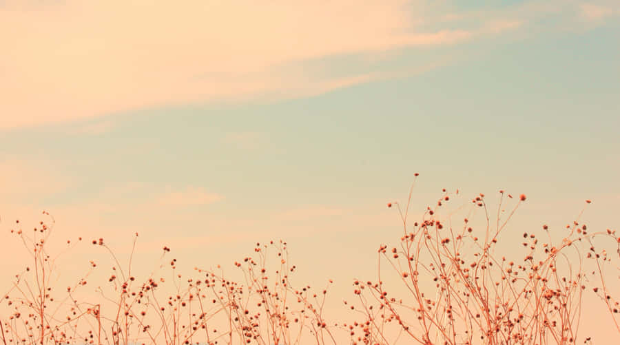 Enjoy The Beauty Of Seamless Onboarding With Soft Aesthetic Computer Wallpaper