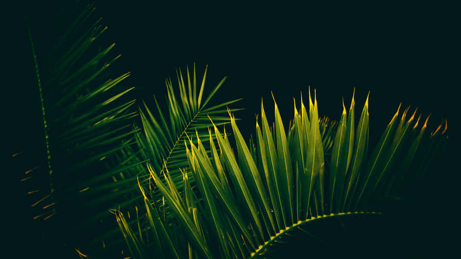 Enjoy The Beauty Of Tropical Leaves On Your Desktop Screen Wallpaper