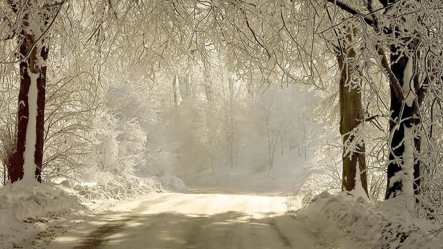 Enjoy The Beauty Of Winter Wallpaper