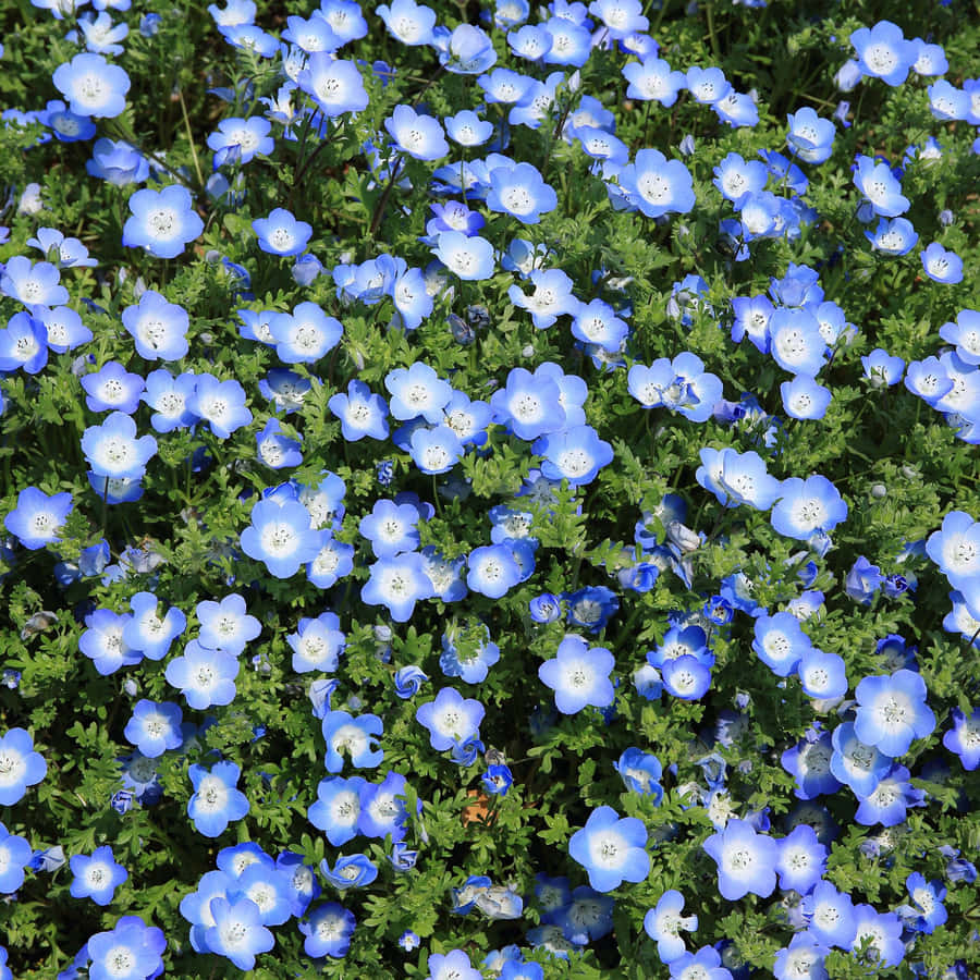 Enjoy The Freshness Of Spring With A Shiny New Apple Ipad! Wallpaper