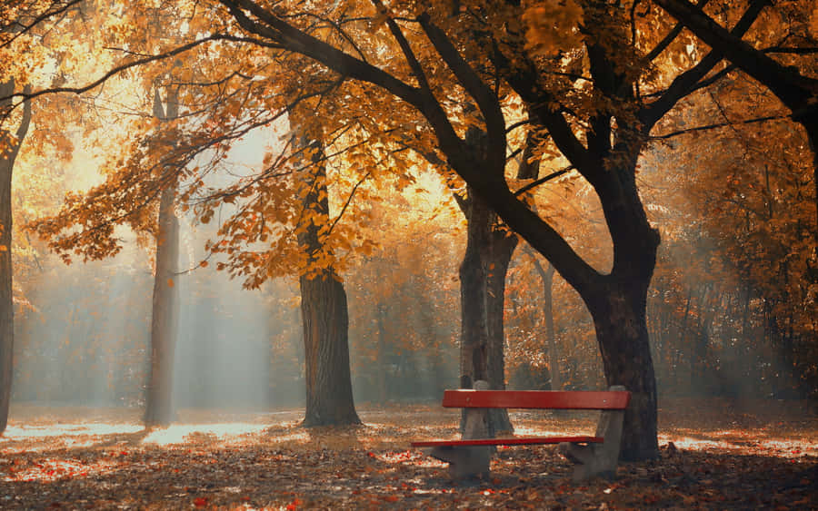 Enjoy The Golden Hues Of Autumn Foliage Wallpaper
