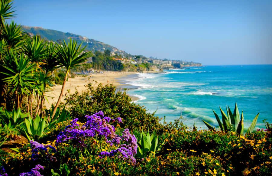 Enjoy The Lush Beauty Of California In Summer. Wallpaper
