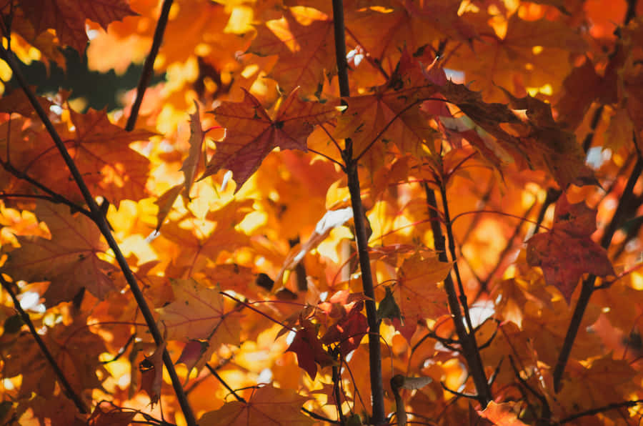 Enjoy The Lush Scenery Of Autumn Foliage Wallpaper
