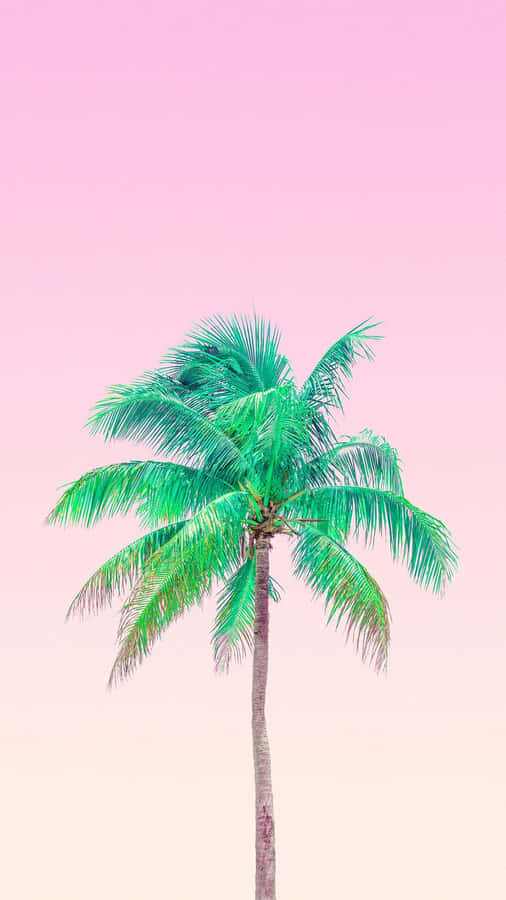 Enjoy The Sunset At This Tropical Beach Framed By A Cute Palm Tree Wallpaper