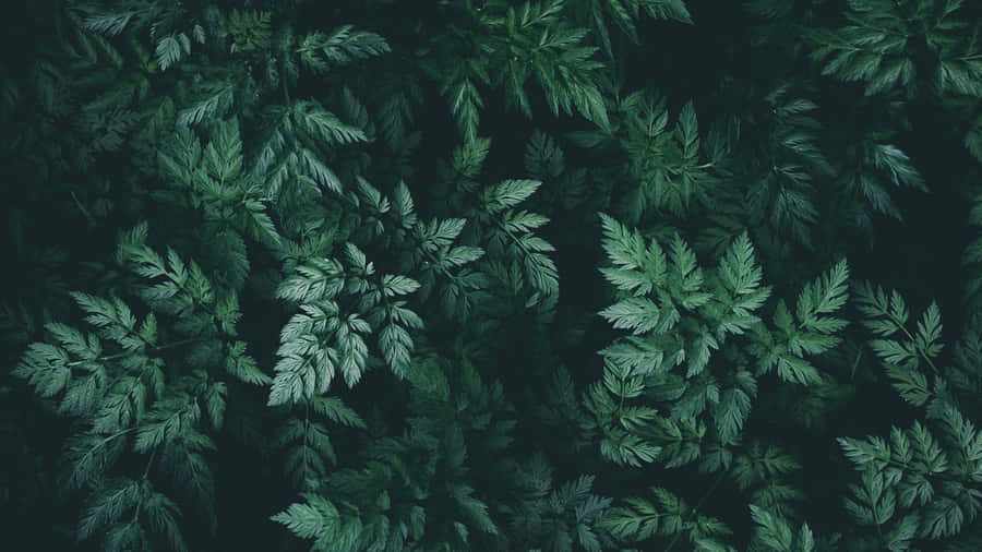 Enjoy The Tranquil Beauty Of Nature In The Comfort Of Your Own Space. Wallpaper