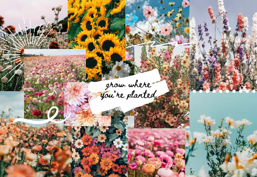 Enjoy The Vibrant Colors And Textures Of Spring Wallpaper