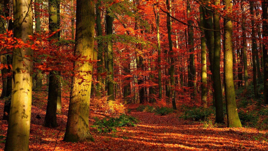 Enjoy The Vibrant Colors Of Autumn In This Beautiful Forest Wallpaper