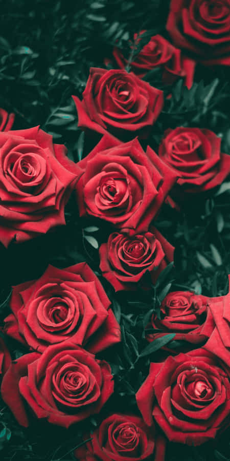 Enjoy Using This Stylish And Cute Red Iphone Wallpaper