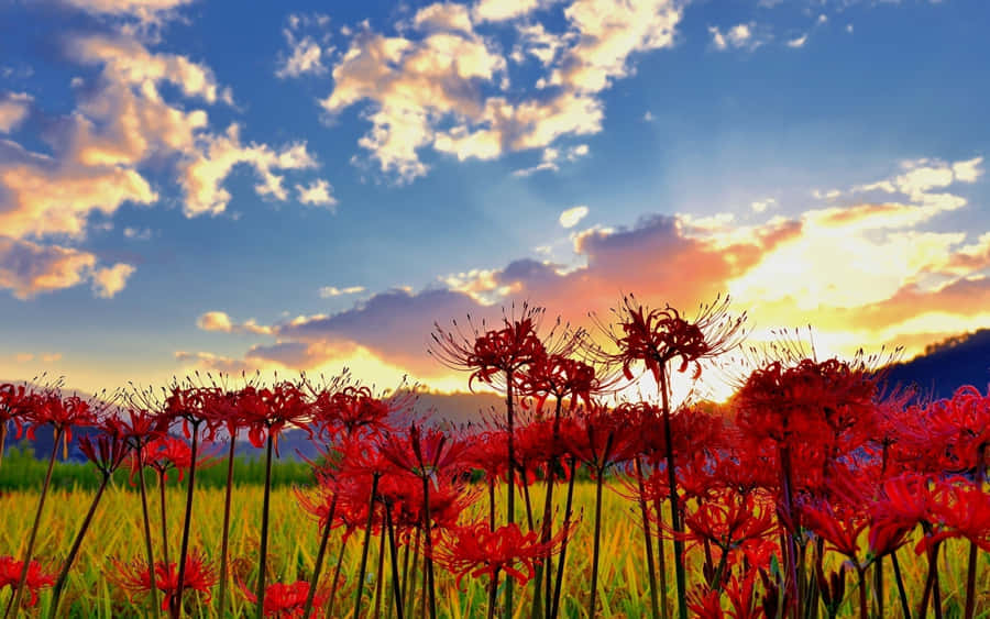 Download Free Environment Spider Lilies Field Sunrise Wallpaper 