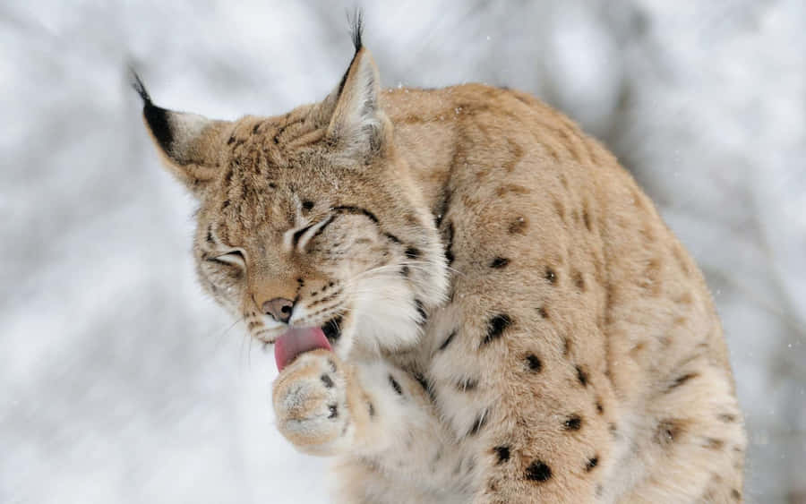 Download free Eurasian Lynx Groomingin Snow Wallpaper - MrWallpaper.com