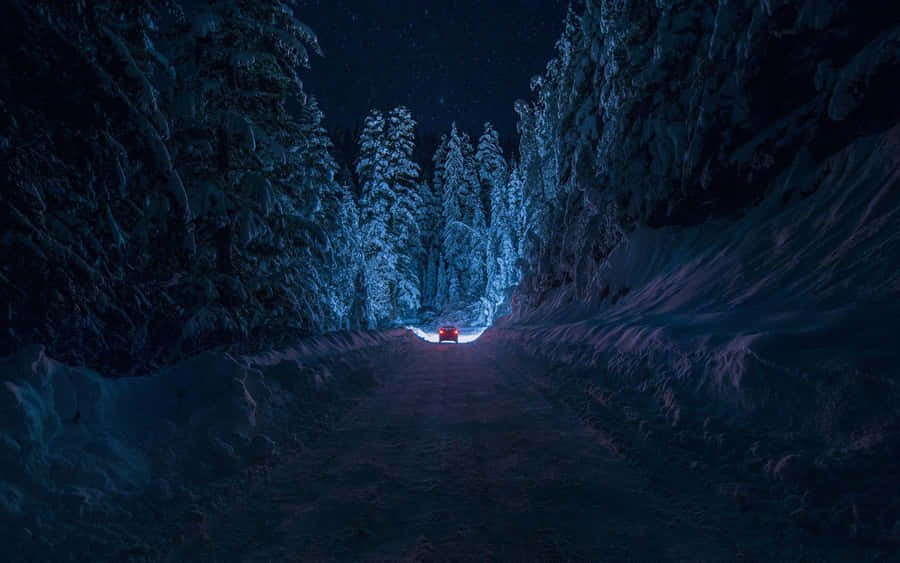 “experience The Serenity Of The Night Forest.” Wallpaper