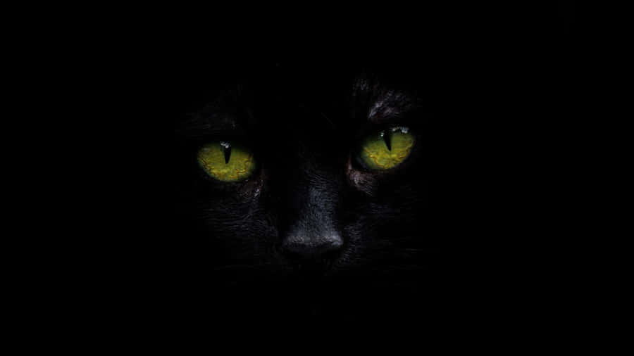 Experience True Colour With Oled 4k Hdr Wallpaper