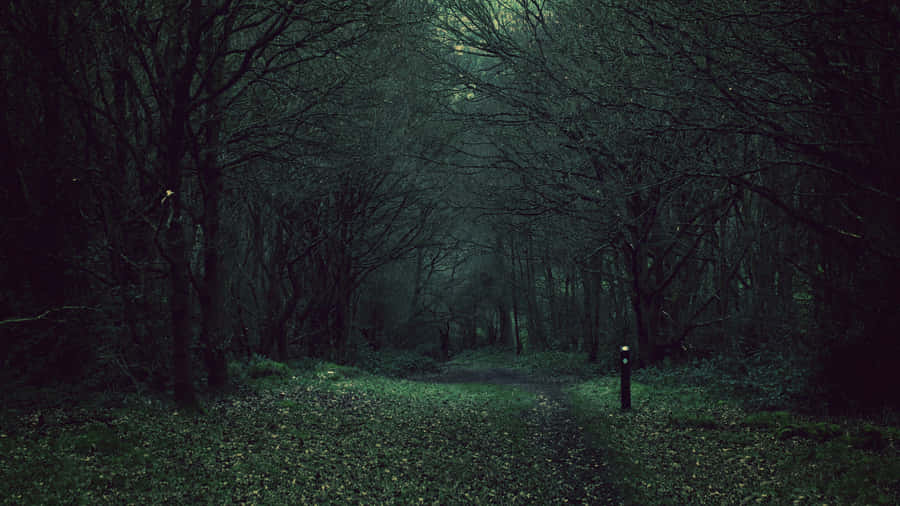 Explore The Anime Forest, Where Mysterious Tales Await Wallpaper
