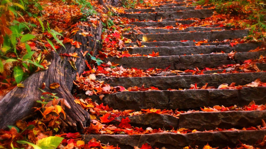 Explore The Beauty Of Fall Through Vibrant Yellow And Orange Autumn Foliage Wallpaper