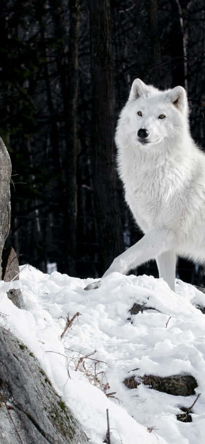 Explore The Darkness With A Wolf Iphone Wallpaper