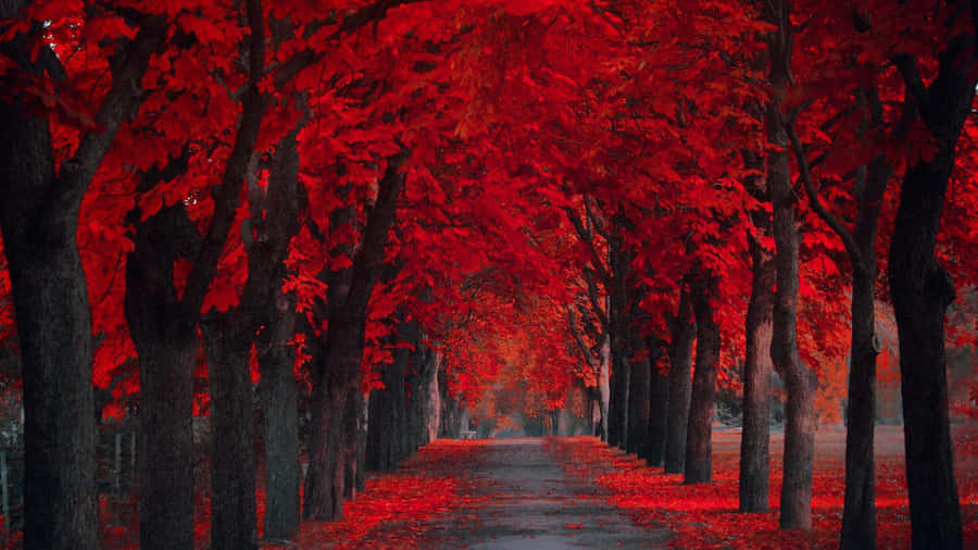 Exploring The Red Forest Wallpaper
