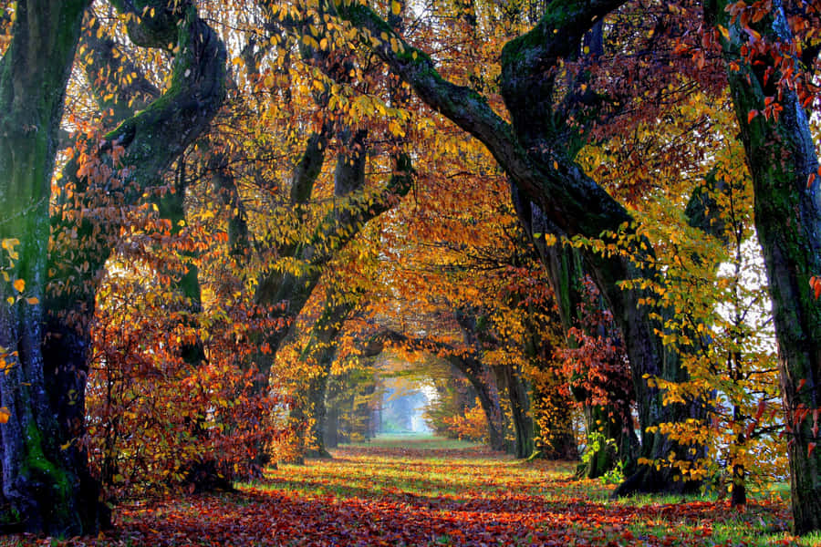 Fall Autumn Desktop Walkway Sheltered By Trees Wallpaper