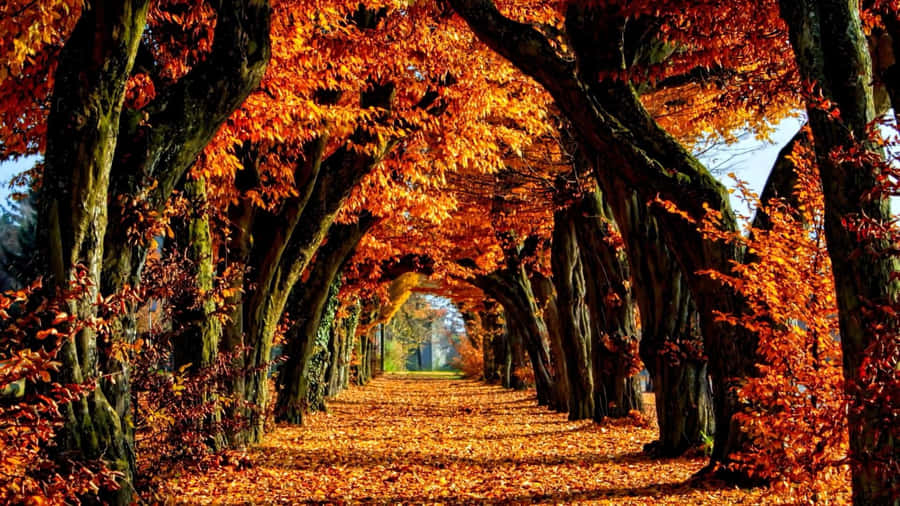 Fall Colors Trees On Road With Leaves Wallpaper