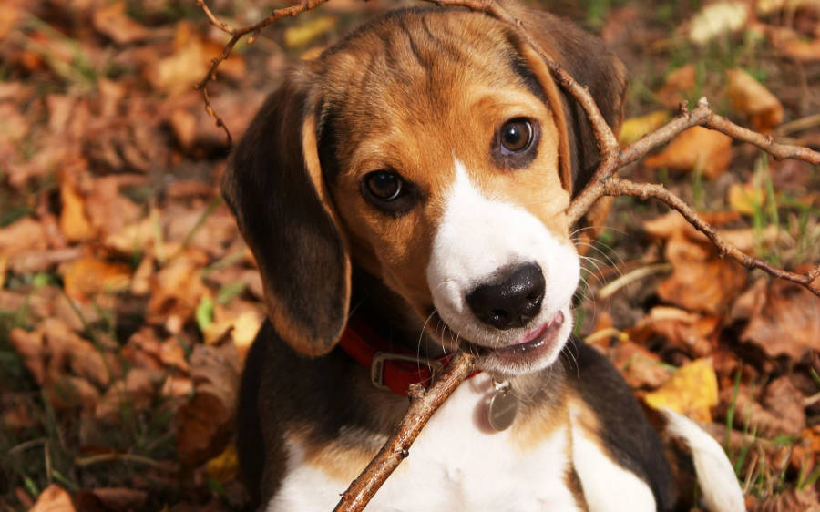 Woofpaper: Beagle - DogBuddy Blog