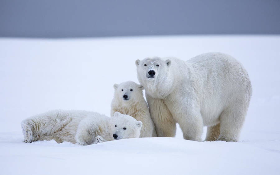 Polar Bear - Disney+ Hotstar