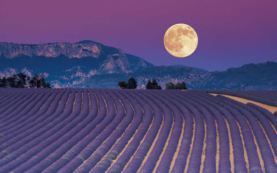 Feel Beautiful And Inspired With Lavender Aesthetic Laptop. Wallpaper