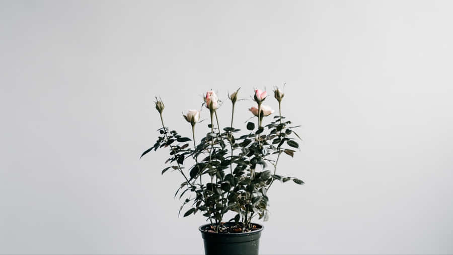Find Peace In The Beauty Of A Traditional Japanese White Aesthetic Wallpaper