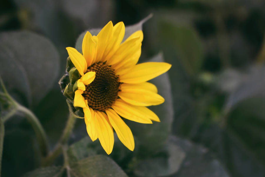 Flower 4k Vibrant Yellow Sunflower Wallpaper