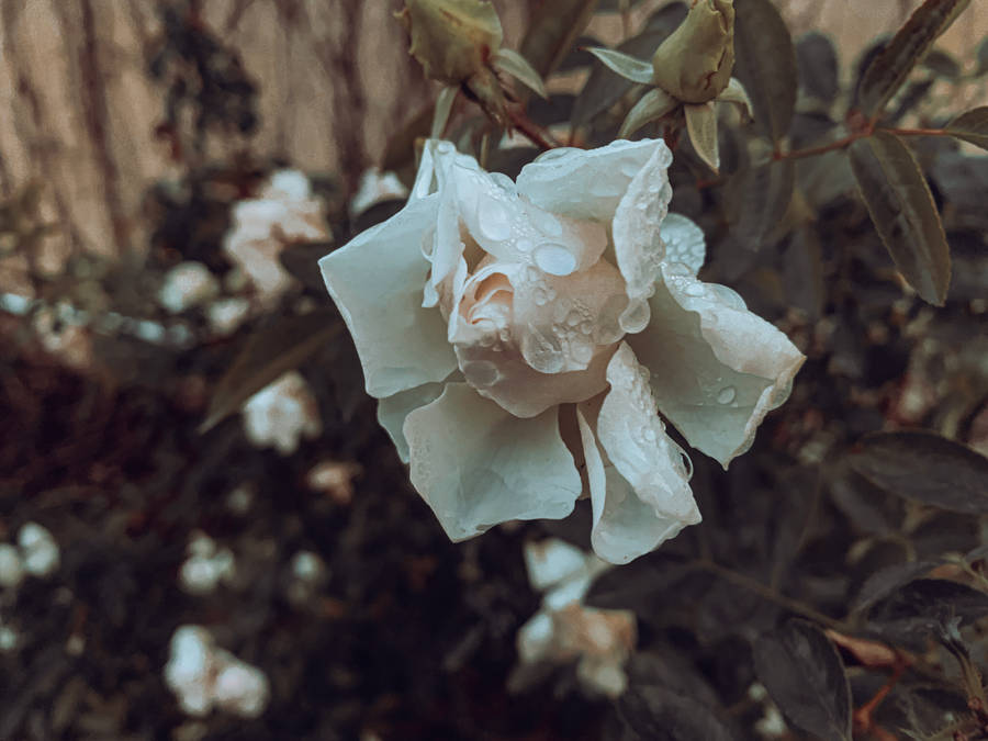 Flower 4k Wilted White Petals Wallpaper