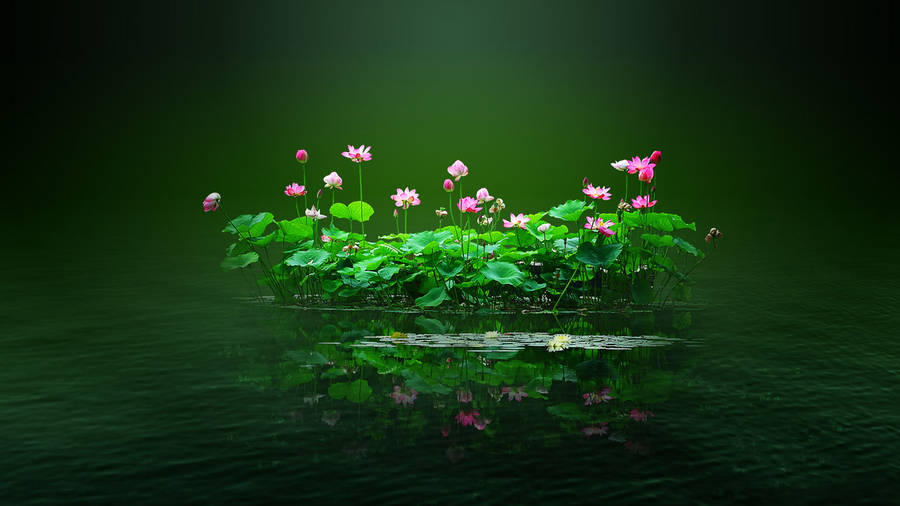 Flower Pc On Lotus Pond Wallpaper