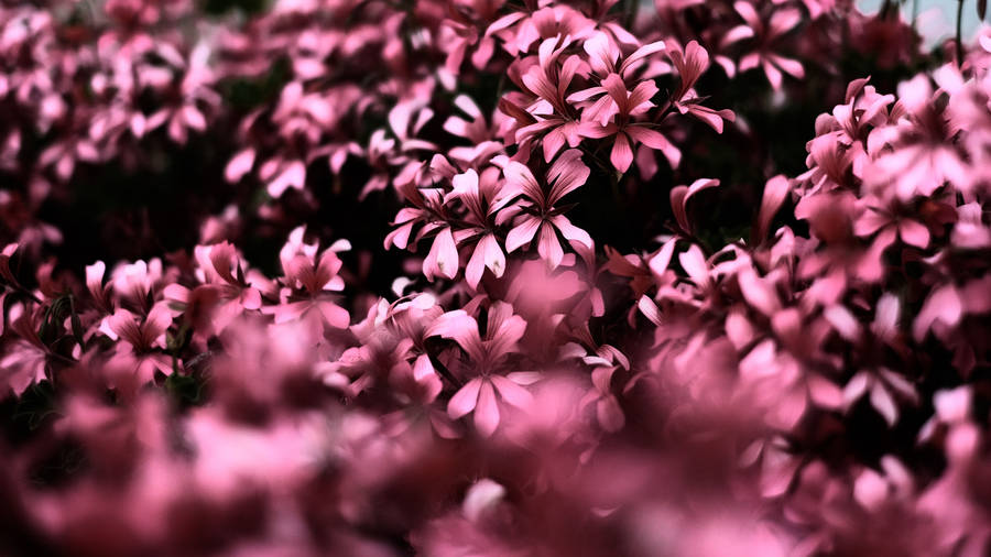 Flowers 4k Pink Monochrome Wallpaper