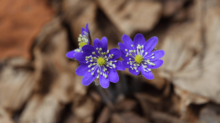 Flowers 4k With Purple Petals Wallpaper