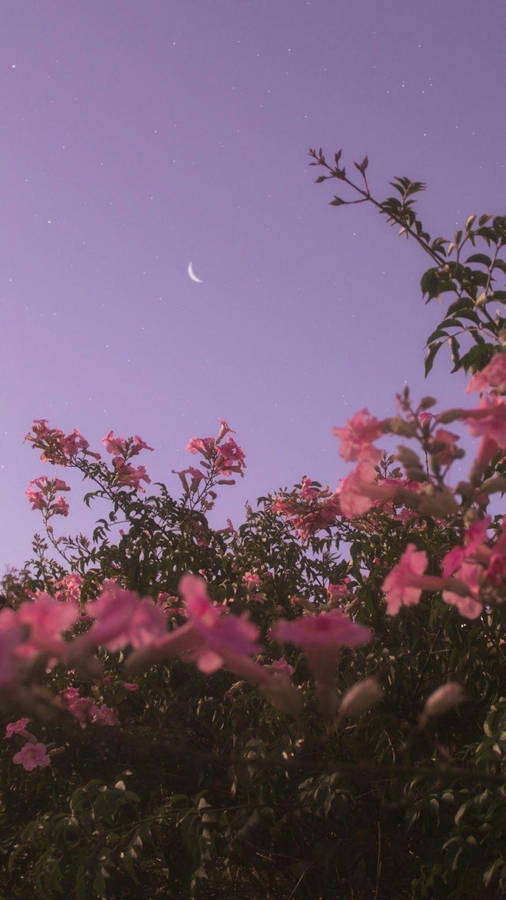 Download free Flowers And Moon Aesthetic Wallpaper - MrWallpaper.com