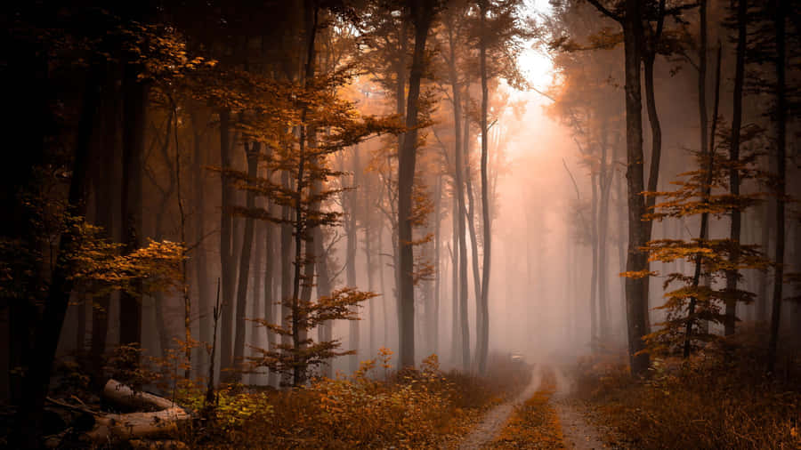 Foggy Aesthetic Forest Sunset Wallpaper