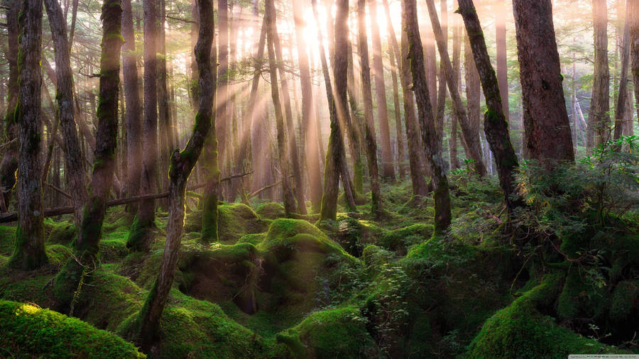 Forest At Sunrise Wallpaper