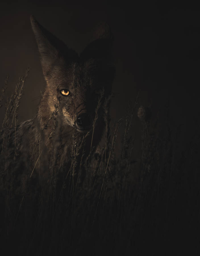 Fox in the dark wallpaper 