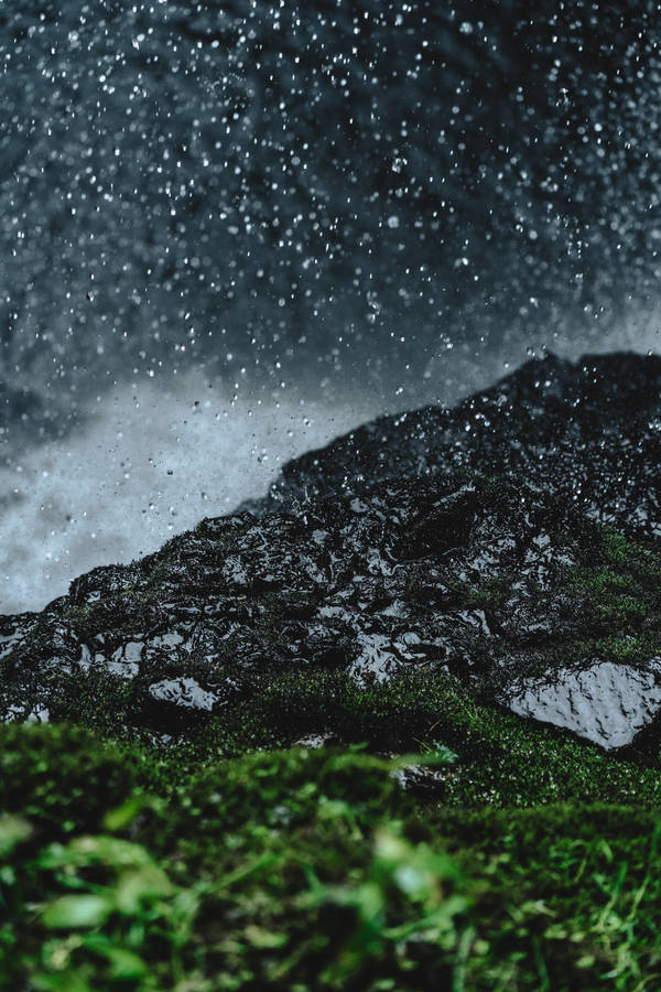 Fresh Drops Of Rain On Green Moss Wallpaper