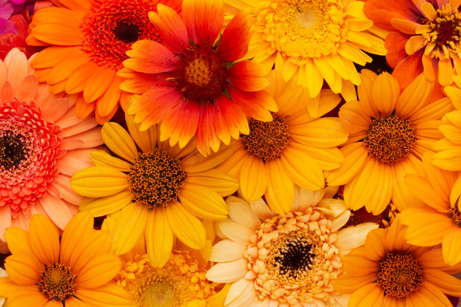 Download free Full Screen 4k Flowers Sunflower Variety Wallpaper ...